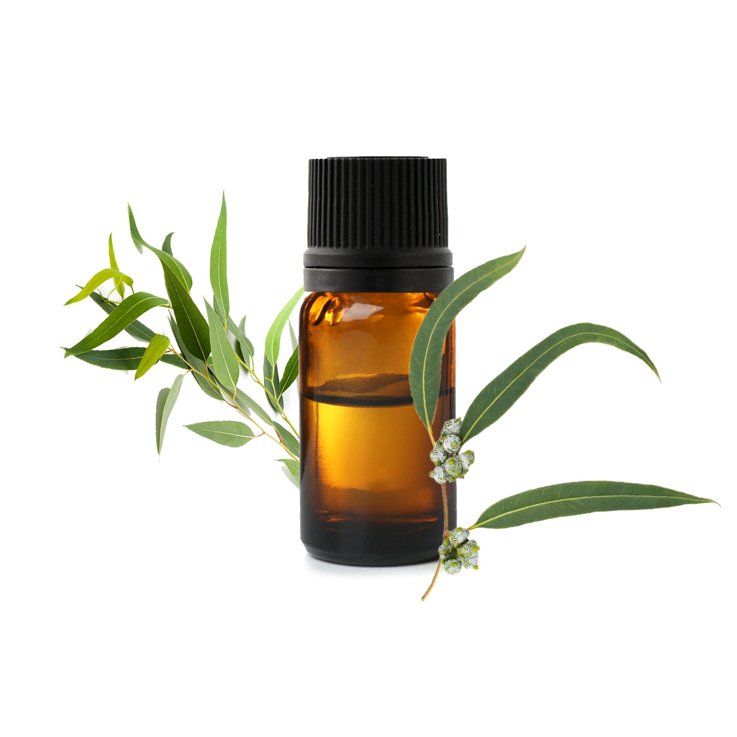 Huile Essentielle d’Eucalyptus
